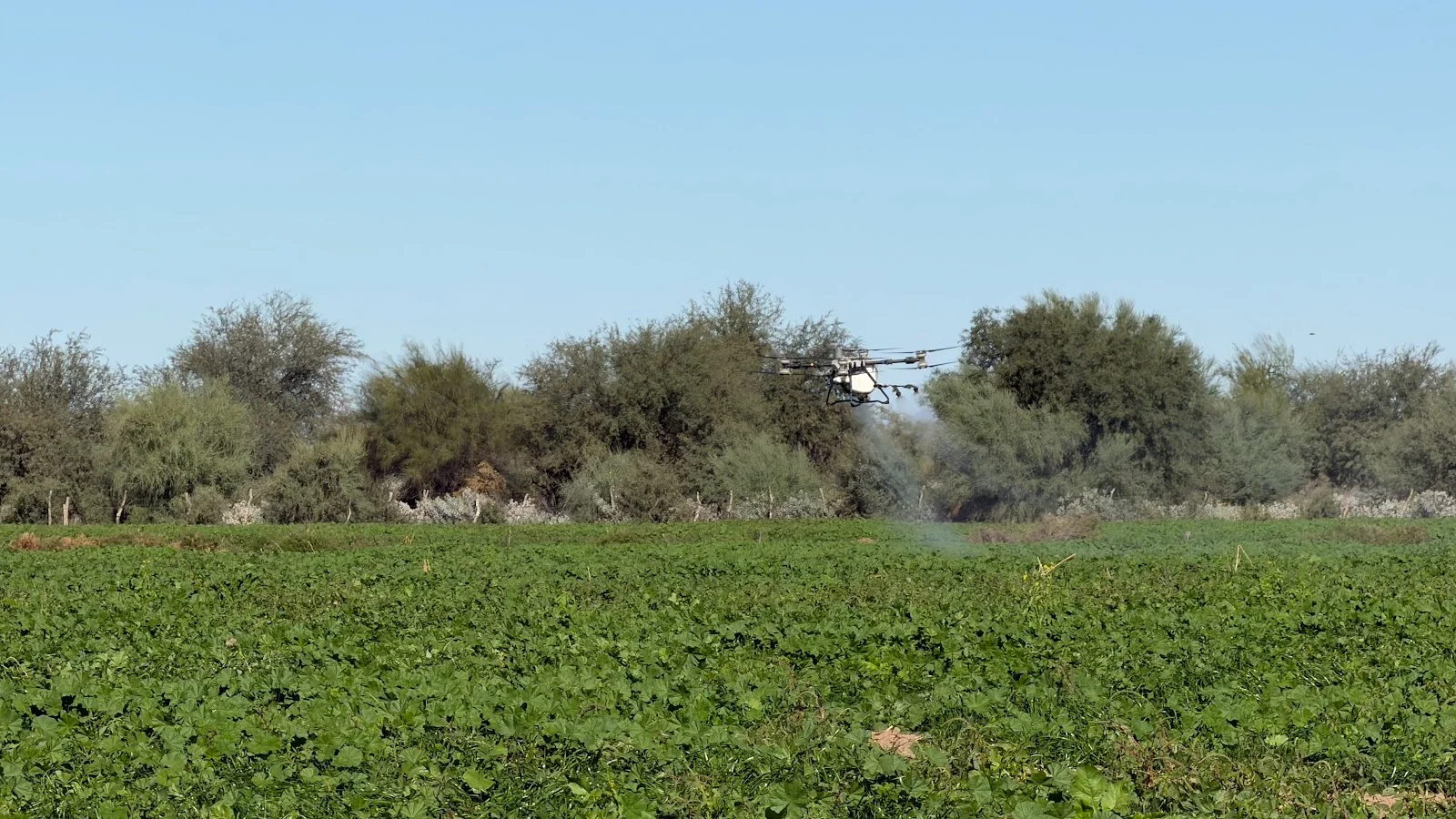 Dron DJI AGRAS de RMS Geoespacial fumigando un cultivo en Sonora